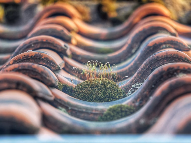 Samblik-katusel-Dieter-de-Vroomen-768x576